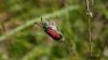 232348 – Photo : Serge Couy – France (26)